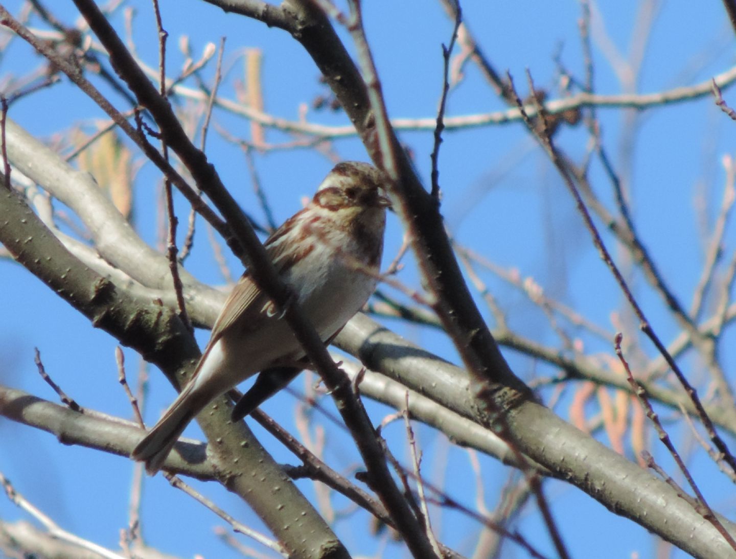 Un raro migratore: Zigolo boschereccio (Emberiza rustica)